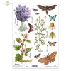 łąka, rośliny, motyl, motyle, rumianek, hibiskus, lawenda, kwiat, kwiaty, zioła, ziółka*meadow, plants, butterfly, butterflies, chamomile, hibiscus, lavender, flower, flowers, herbs
